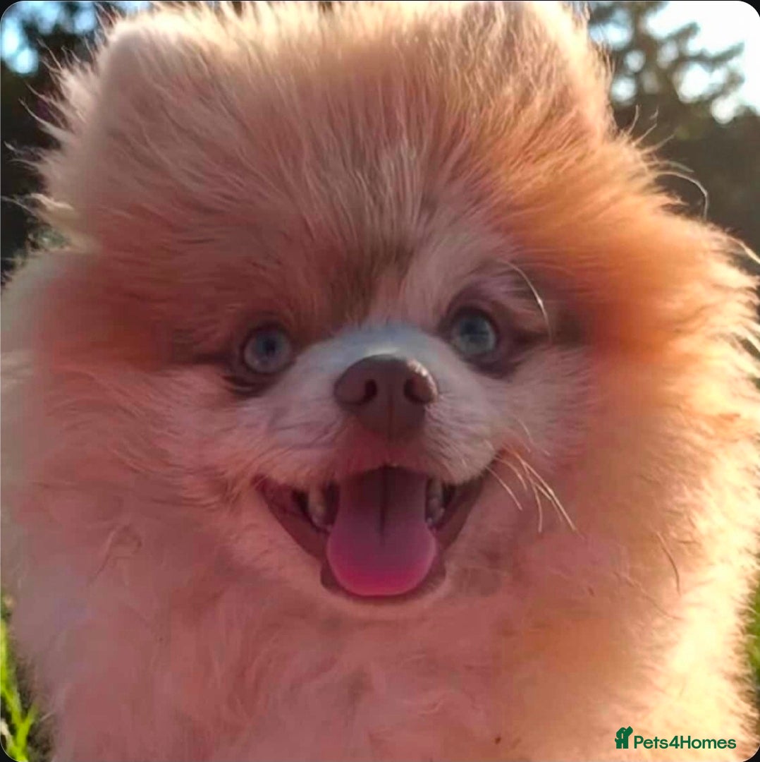 Pomeranian dogs Lilac merle pomerainian for stud - Advert 2