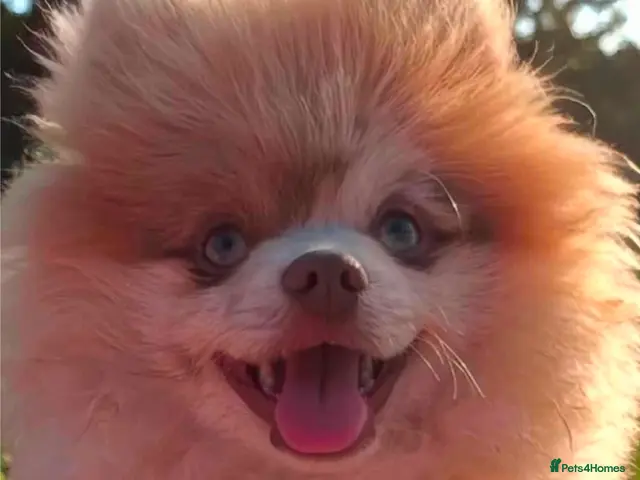 Pomeranian dogs for stud: Lilac merle pomerainian for stud - Advert 2