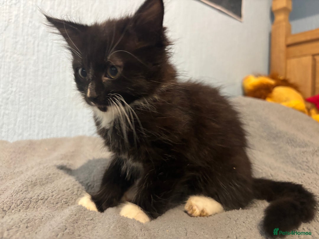 Mixed Breed cats for sale: 🖤🐱Kittens - Only 2 boys left! (Ready now)🐱🖤 in Bridgend - Image 4