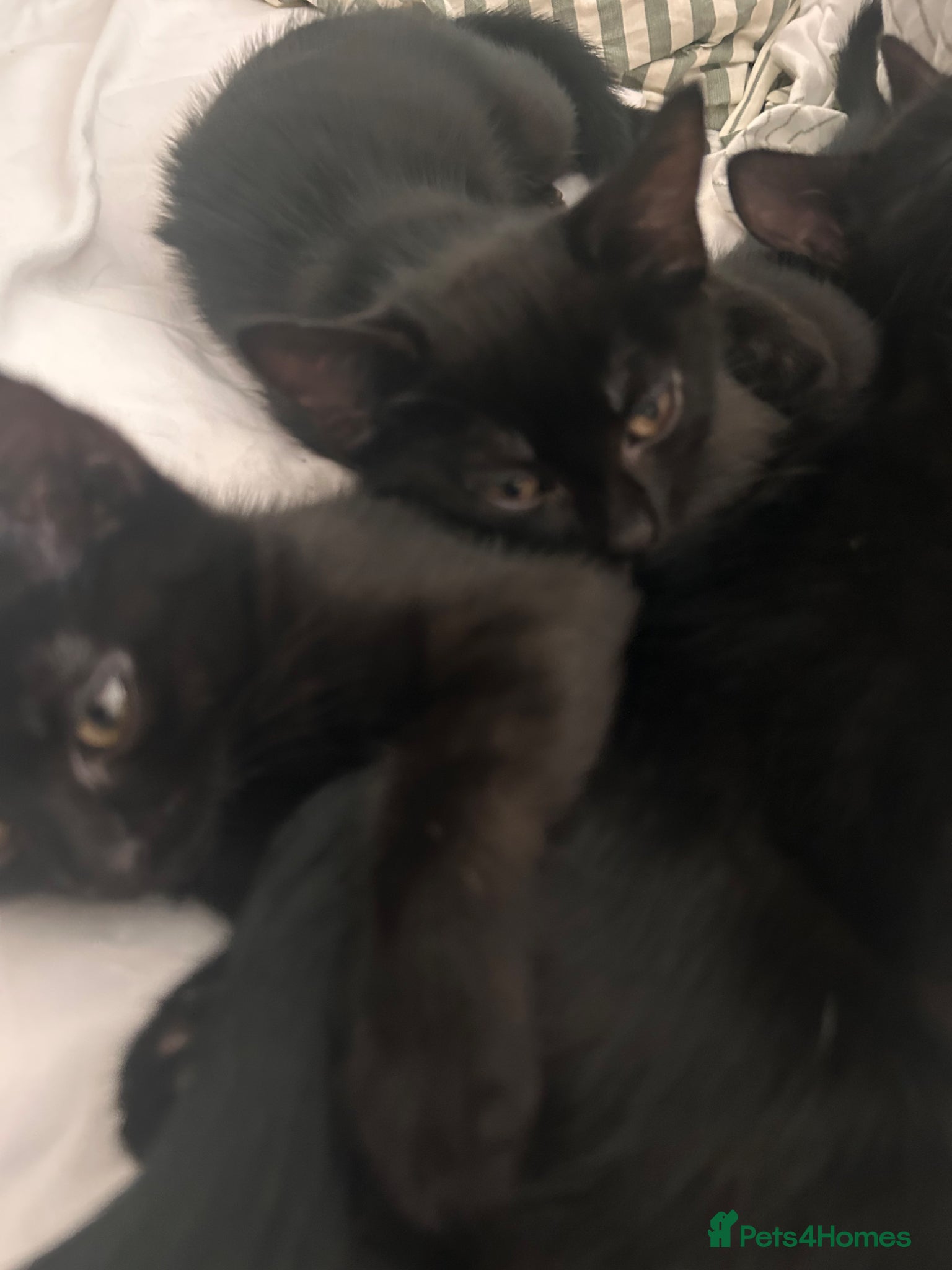 Mixed Breed cats Black kittens  - Advert 14