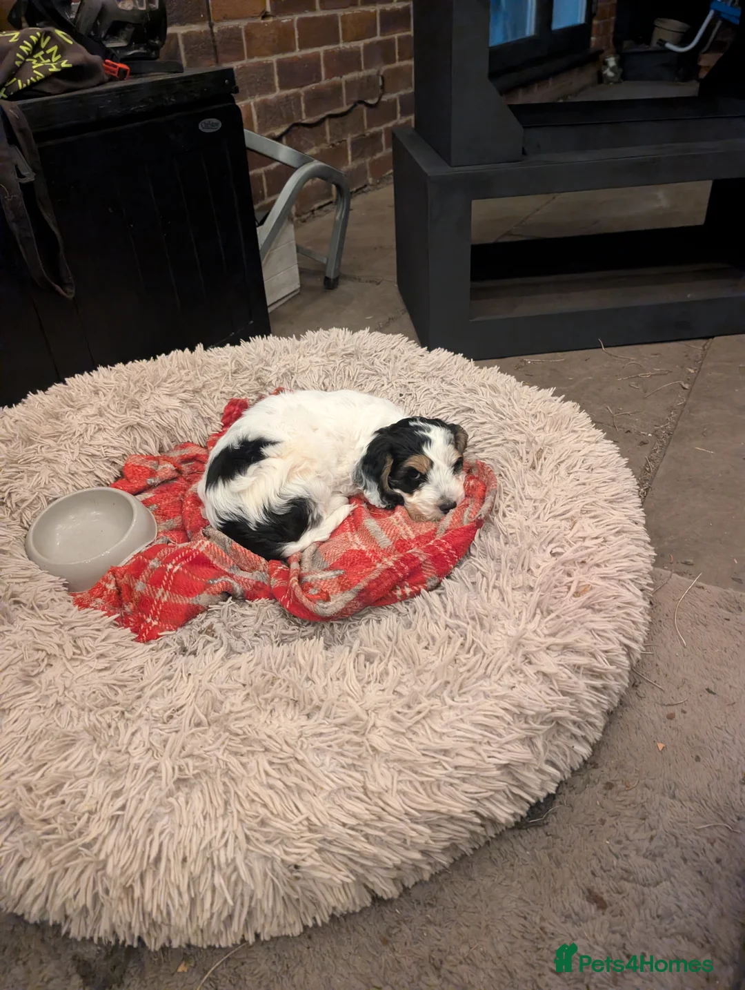 Cockapoo dogs for sale: Cockapoo 1 boy, Ready now, microchipped, vaccine  - Advert 1