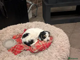 Cockapoo dogs Cockapoo 1 boy, Ready now, microchipped, vaccine - Advert 6