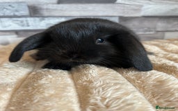 Mini Lop rabbits for sale: ⭐️Pure Breed Holland lops⭐️ - Image 18