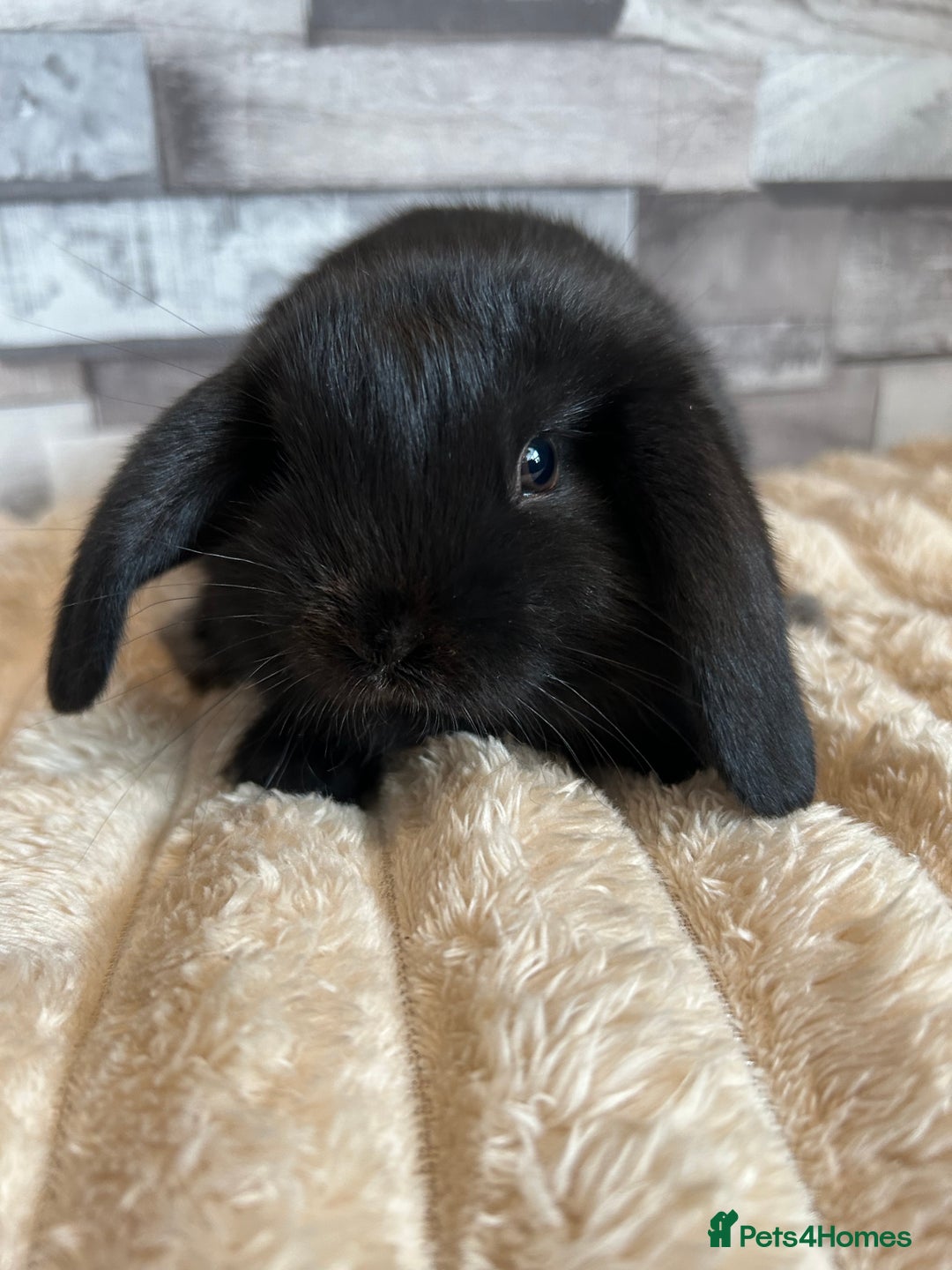 Mini Lop rabbits for sale: ⭐️Pure Breed Holland lops⭐️ - Image 18