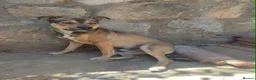 Mixed Breed dogs for adoption: Lucky 1 year small/medium Macedonian Rescue - Advert 9