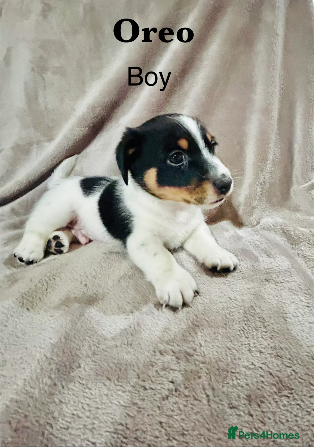 Jack Russell dogs for sale: Beautiful Jack Russell Terrier puppies available  - Advert 10