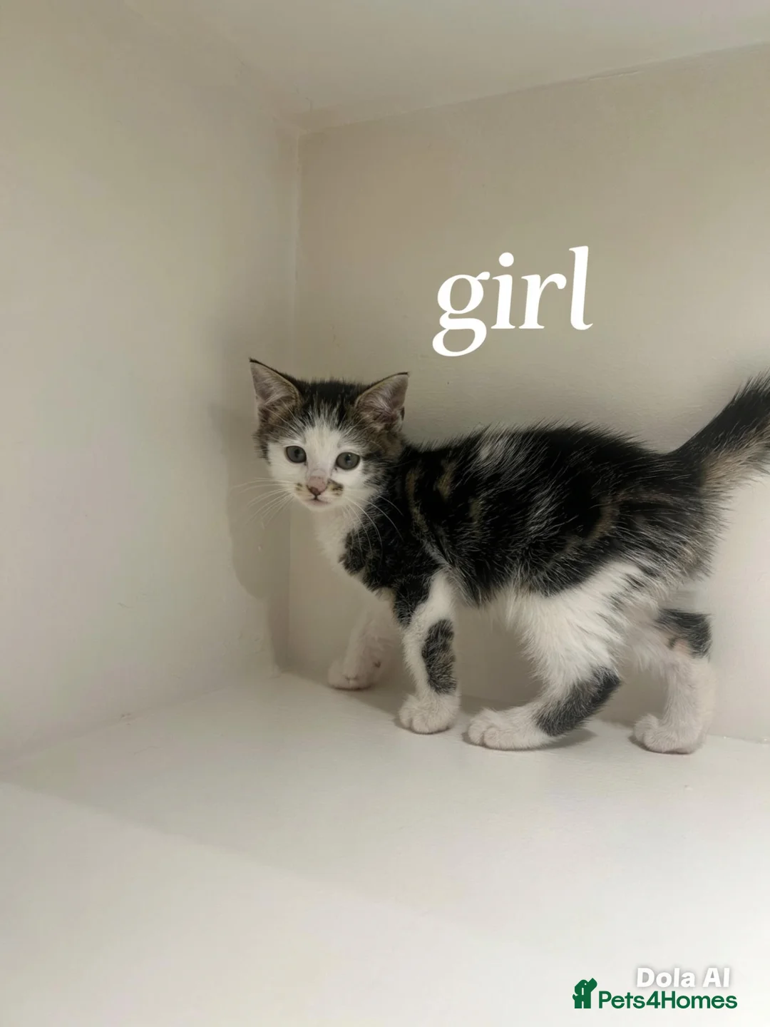 Mixed Breed cats for sale: Kittens in Brighton - Advert 8