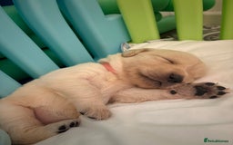 Goldador dogs for sale: Goldador puppies ❤️ - Advert 8