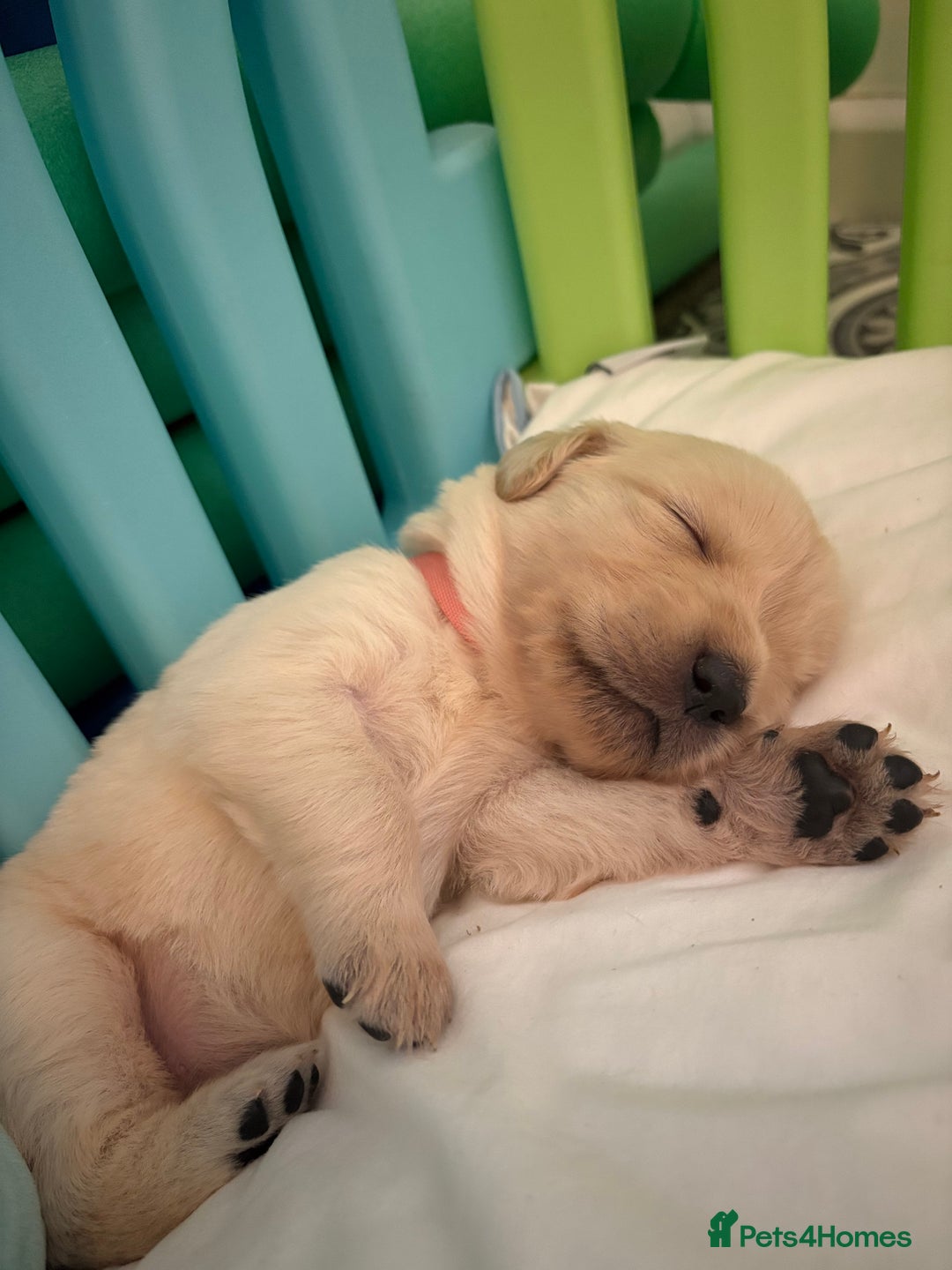 Goldador dogs for sale: Goldador puppies ❤️ - Advert 8