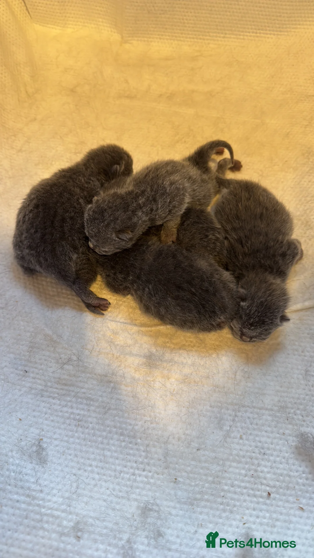 British Shorthair cats for sale: British short hair in Reading - Advert 2