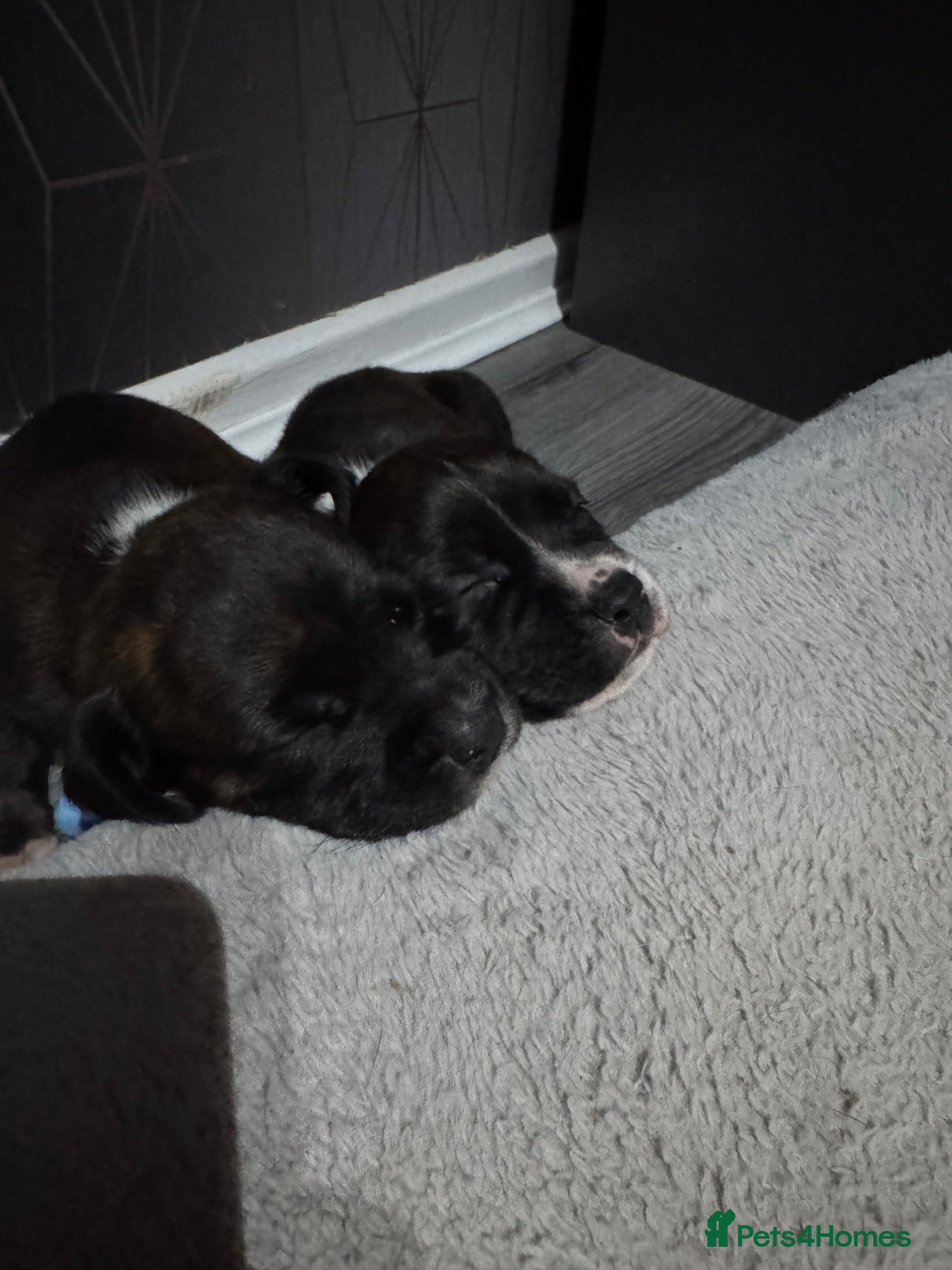 Mixed Breed dogs for sale: Bullmastiff x staffy puppies  - Advert 15