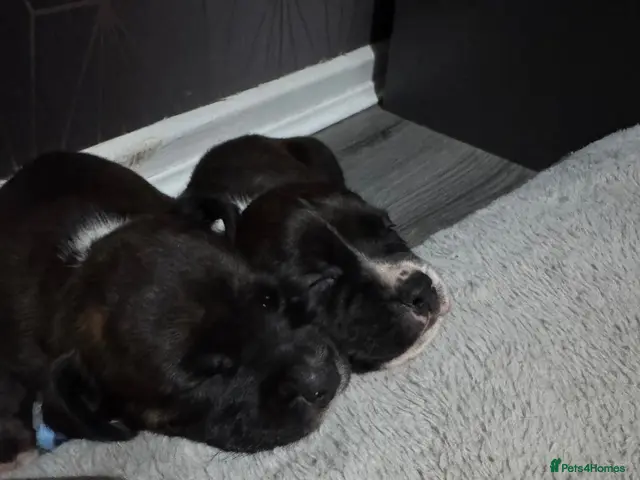 Mixed Breed dogs for sale: Bullmastiff x staffy puppies - Advert 18