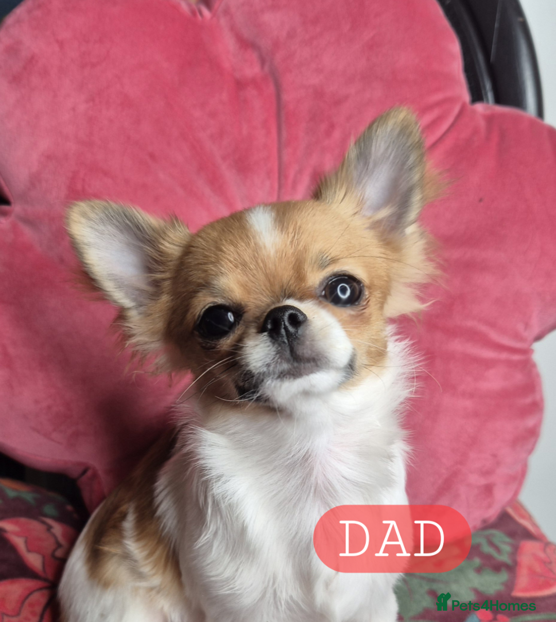 Chihuahua dogs for sale: KC registered Chihuahua puppies  - Advert 1