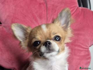 Chihuahua dogs KC registered Chihuahua puppies - Advert 2