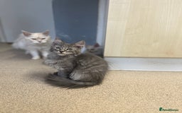 Maine Coon cats for sale: Last 2 boys left   - Image 12