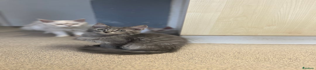 Maine Coon Kitten 2