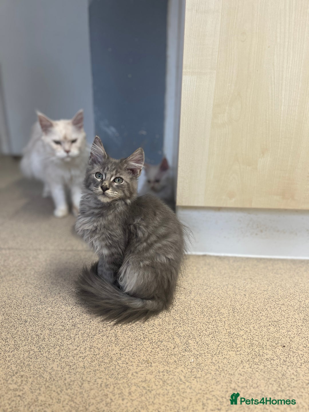 Maine Coon cats for sale: Last 2 boys left   - Image 12