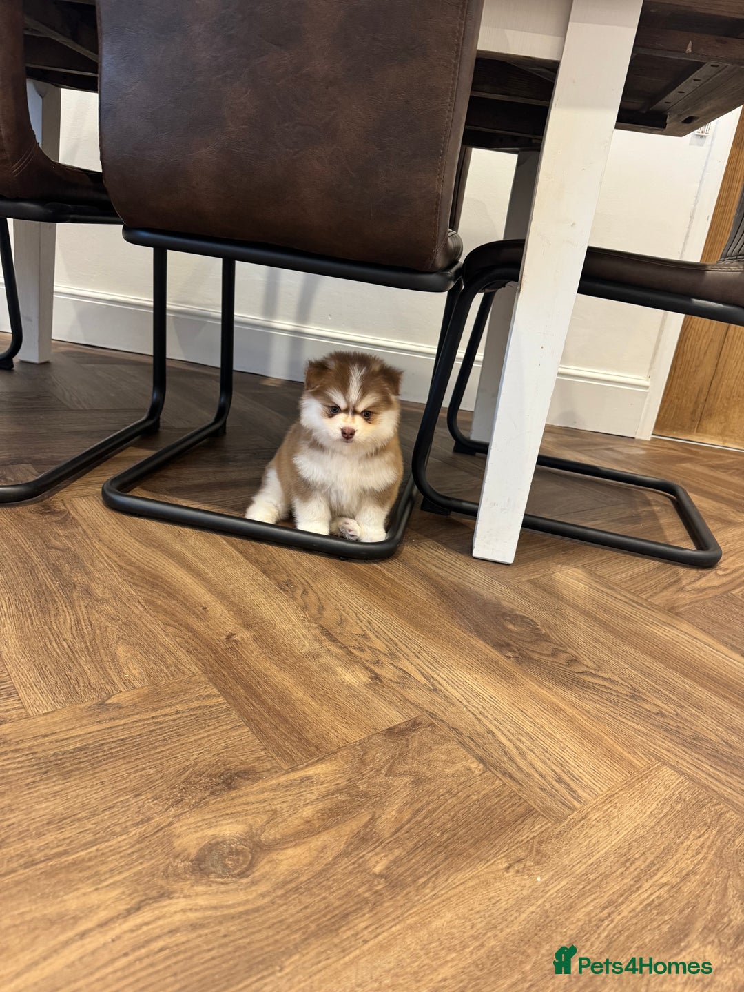 Pomsky dogs for sale: Lilac sired F2 masked Pomsky blue eyes  - Advert 23