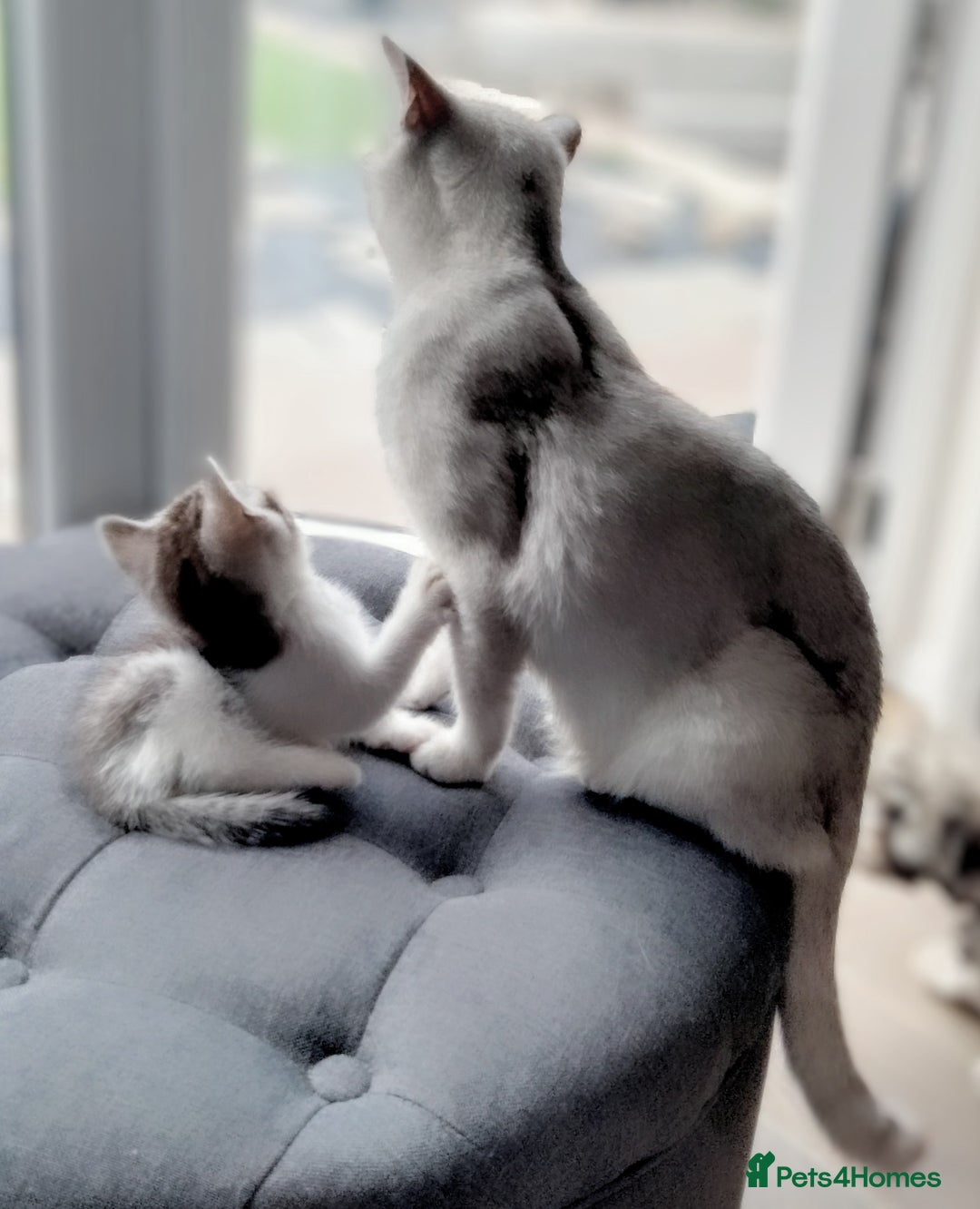 British Shorthair cats for sale: Now Ready to leave! Cute Little British Shorthair - Image 9