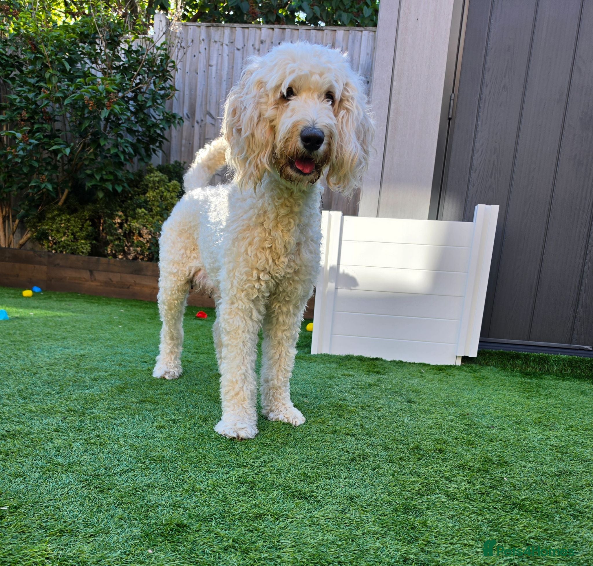 Goldendoodle dogs 🦮 Adorable F3 Goldendoodle. Parents DNA clear. - Advert 2