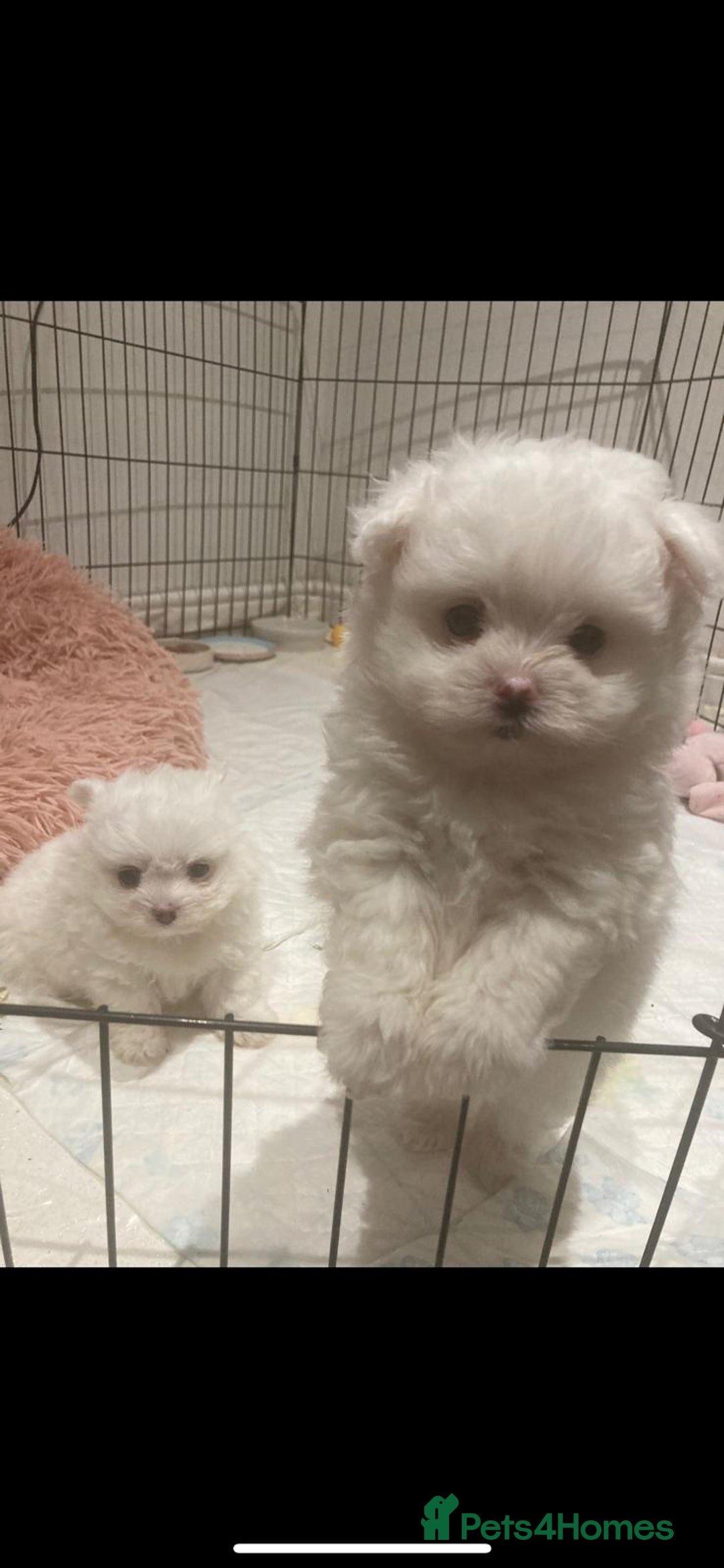 Pomeranian dogs for stud: STUNNING WHITE RUSSIAN POM  in Birmingham - Image 6