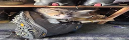 Mixed Breed cats for sale: Beautiful kittens looking for new homes  - Advert 5