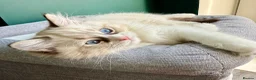 Ragdoll cats for sale: WORLD BEATIFUL RAGDOLL KITTEN / FIFE - Advert 15