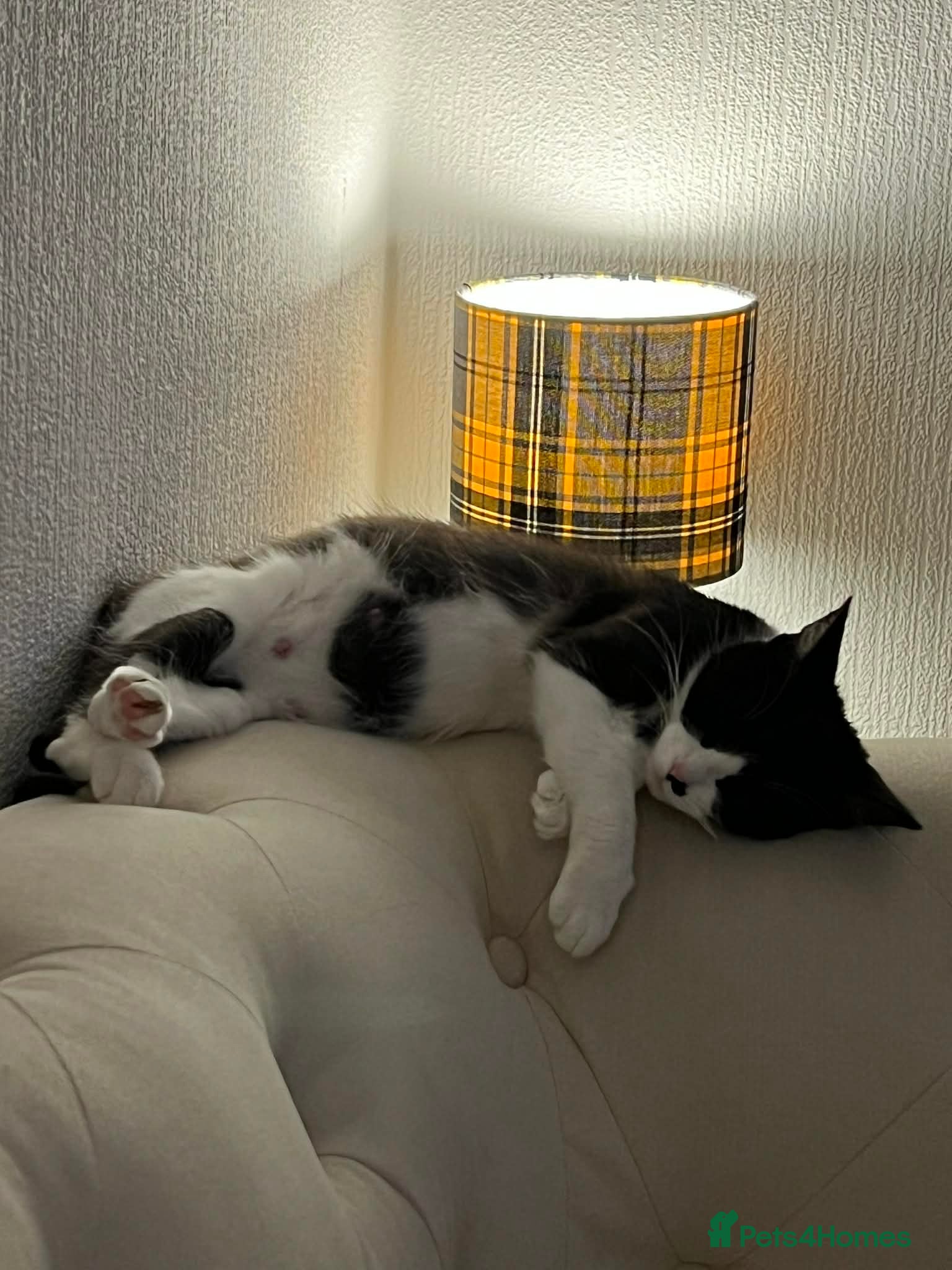 Domestic Shorthair cats Black and White female  - Advert 3