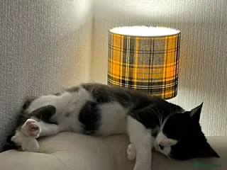 Domestic Shorthair cats Black and White female - Advert 12