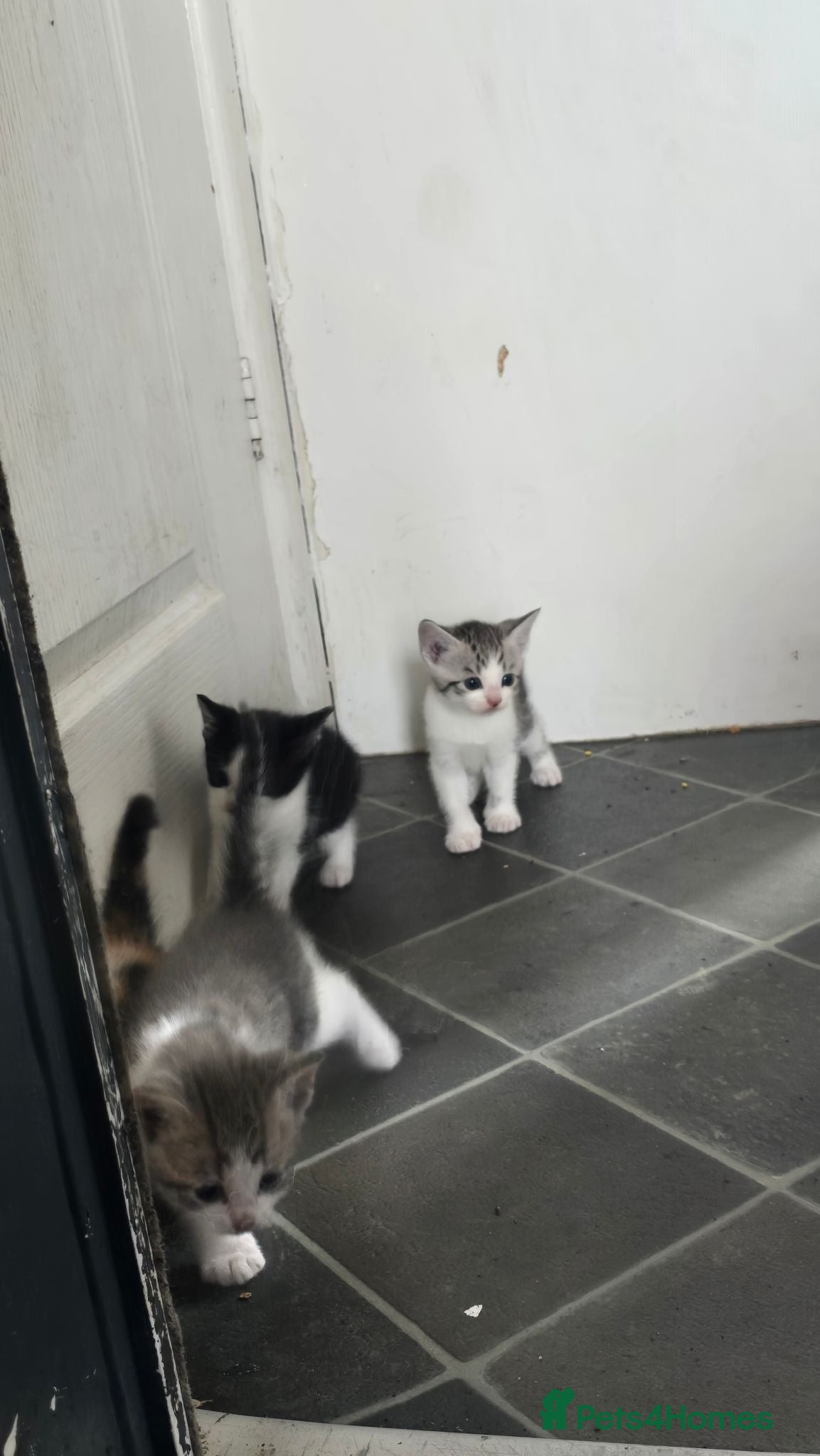 Mixed Breed cats Kitten - Advert 4