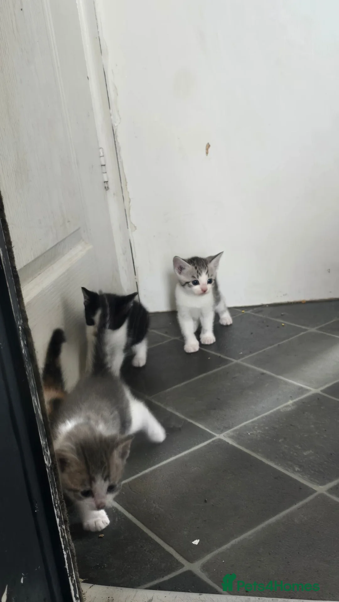 Mixed Breed cats for sale: Kitten in Bolton - Advert 1