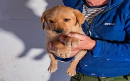 Labrador Retriever dogs for sale: 🐾 Beautiful Labrador Puppies  🐾 - Image 2