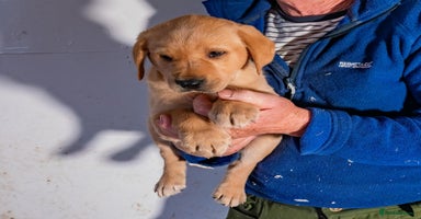 Labrador Retriever dogs - Advert 14