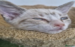 Snowshoe cats for sale:  pedigree Tica reg  snowshoes ready now - Image 15