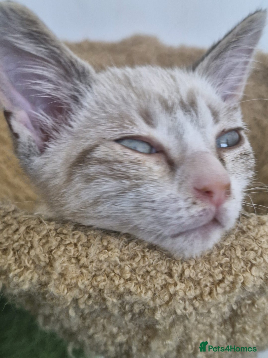 Snowshoe cats for sale:  pedigree Tica reg  snowshoes ready now - Image 15