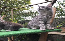 Maine Coon cats for sale: Maine coon kittens ready now - Image 12