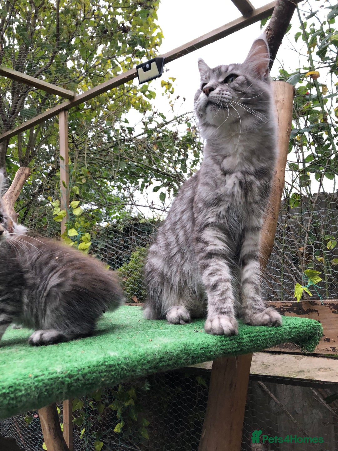 Maine Coon cats for sale: Maine coon kittens ready now - Image 12