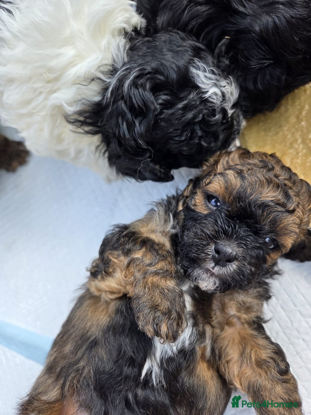 Shihpoo dogs for sale: F2 shihpoo puppies. - Image 21