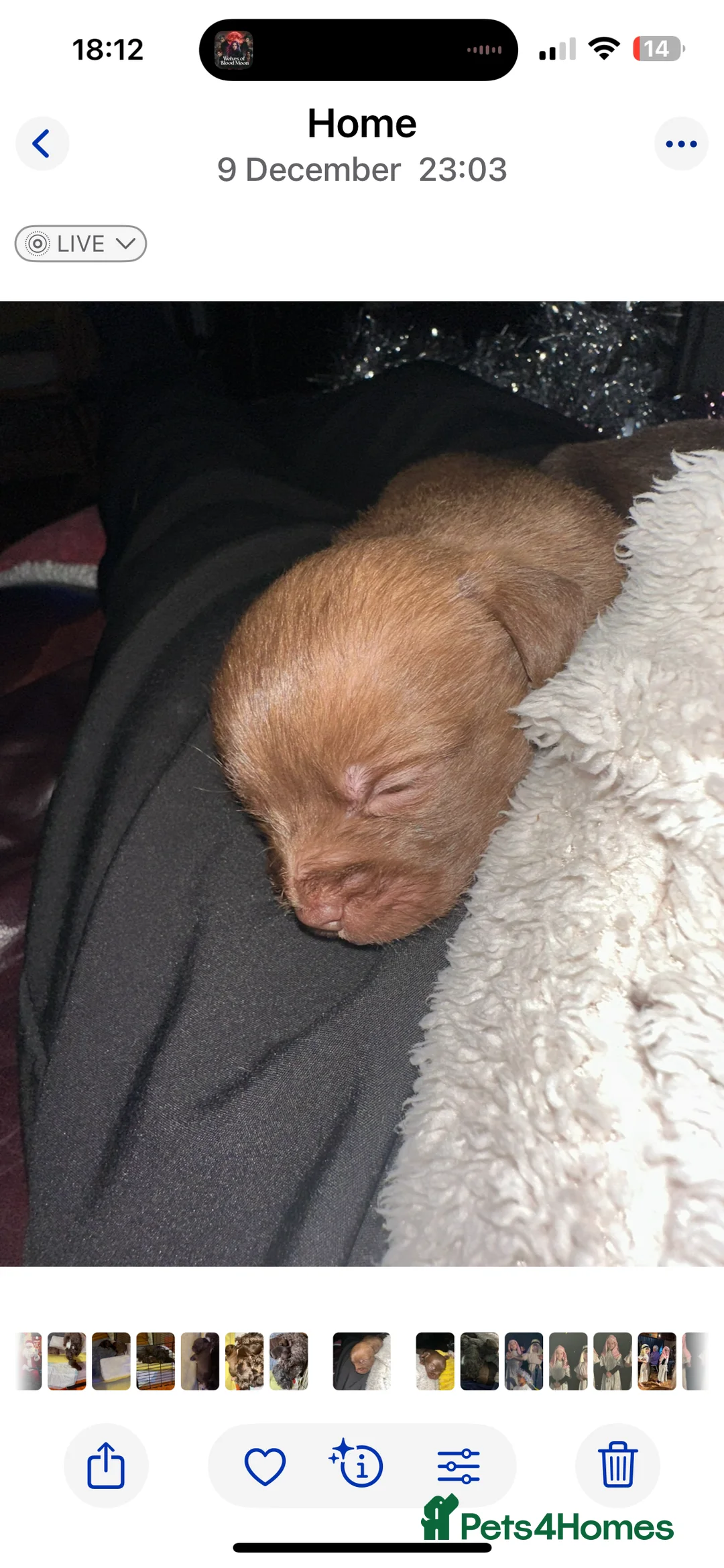 Chihuahua dogs for sale: X2 Gorgeous Chihuahua little ladies - Advert 14