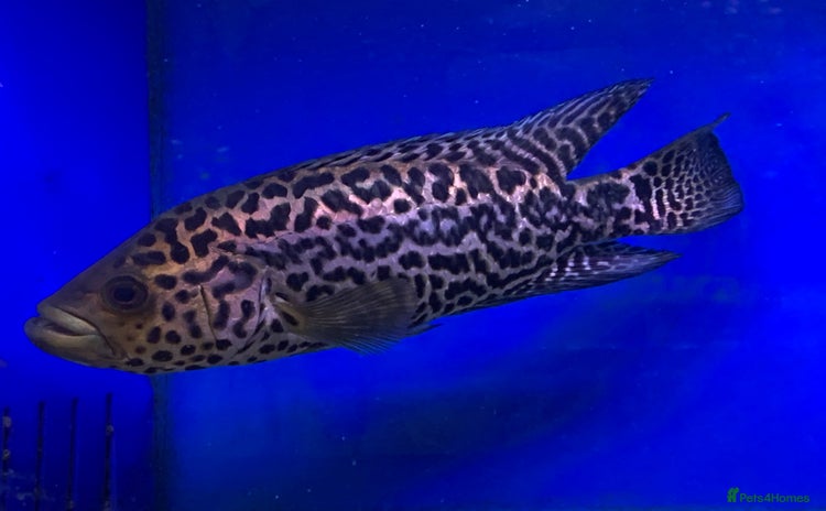 Cichlids fish - Advert 2