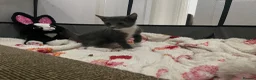 Mixed Breed cats for sale: Beautiful grey, white and tabby kittens for sale - Advert 7