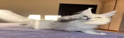 Maine Coon cats for sale: LAST PURE WHITE AVAILABLE  - Advert 10