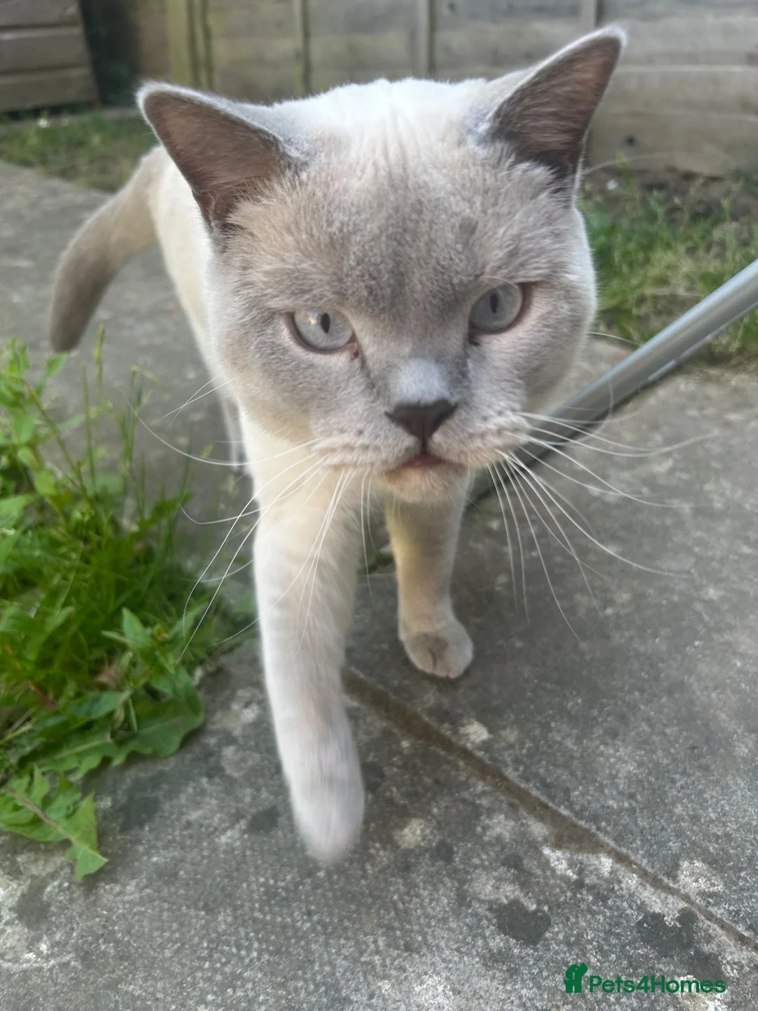 British Shorthair cats for sale: GCCF Pedigree Lilac Colourpoint British Shorthair in Swindon - Advert 8