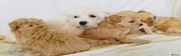 Maltipoo dogs for sale: Miniature Maltipoo Puppies - Advert 23