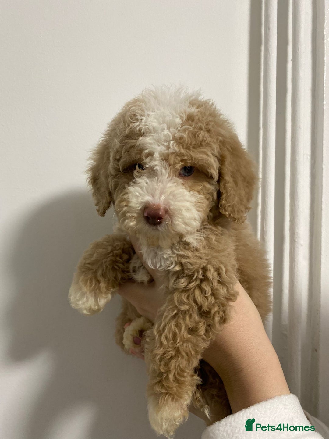 Cavapoo dogs for sale: 2 Gorgeous cavapoo girls  - Advert 2