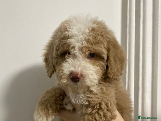 Cavapoo dogs 2 Gorgeous cavapoo girls - Advert 7