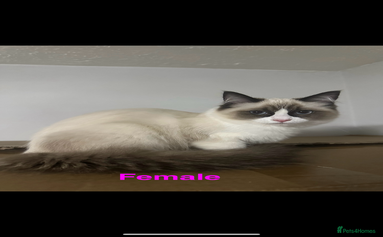 Ragdoll cats - Advert 6