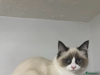 Ragdoll cats - Advert 4
