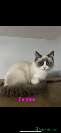 Ragdoll cats - Advert 11