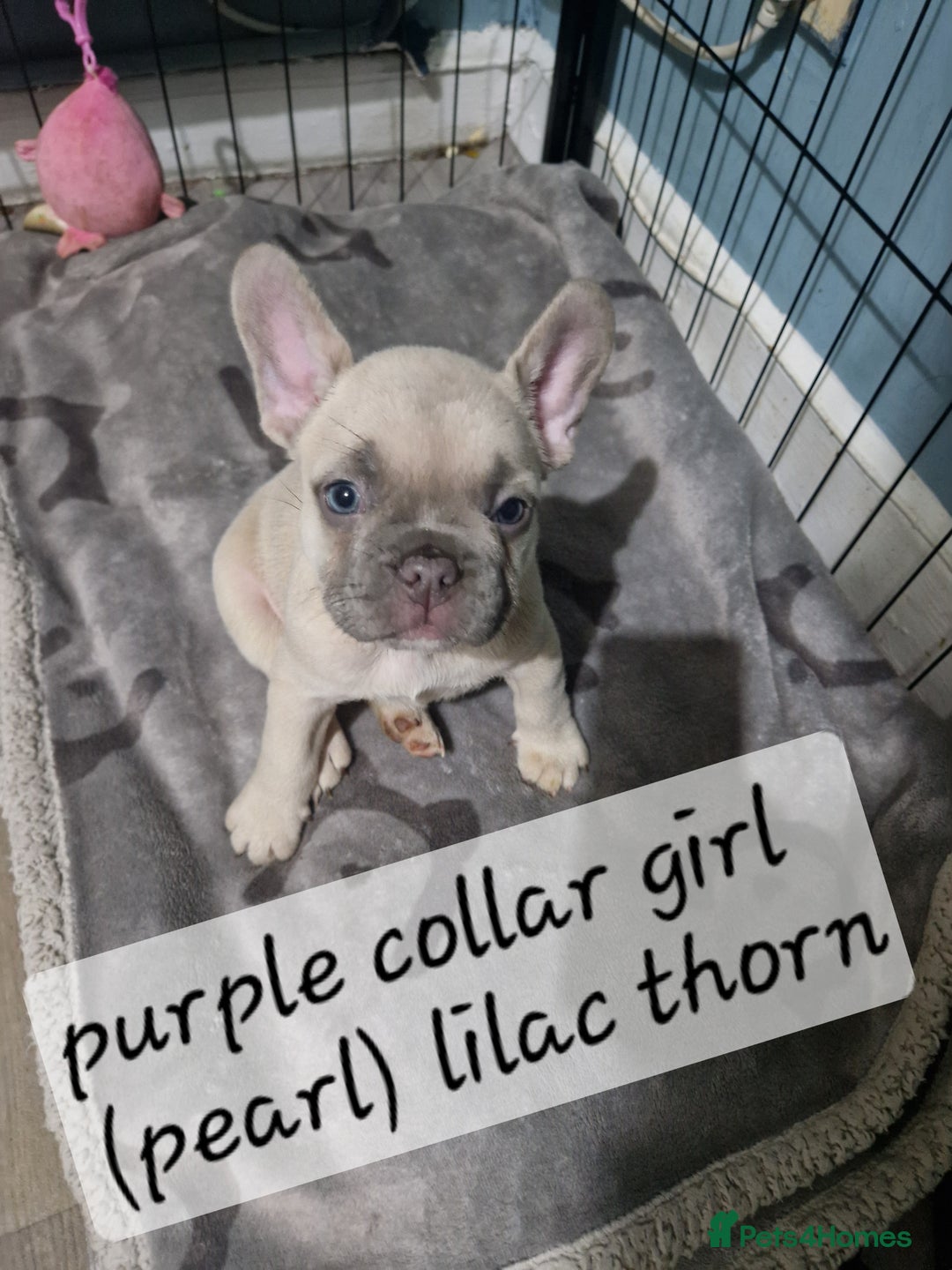 French Bulldog dogs for sale: Beautiful brindle french-bulldog girl left!  - Image 14